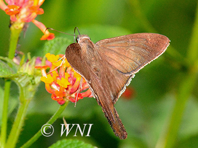 Plain Longtail (Urbanus simplicius)